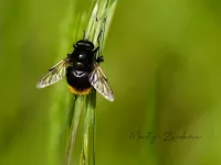 Hommelreus [Volucella bombylans]
